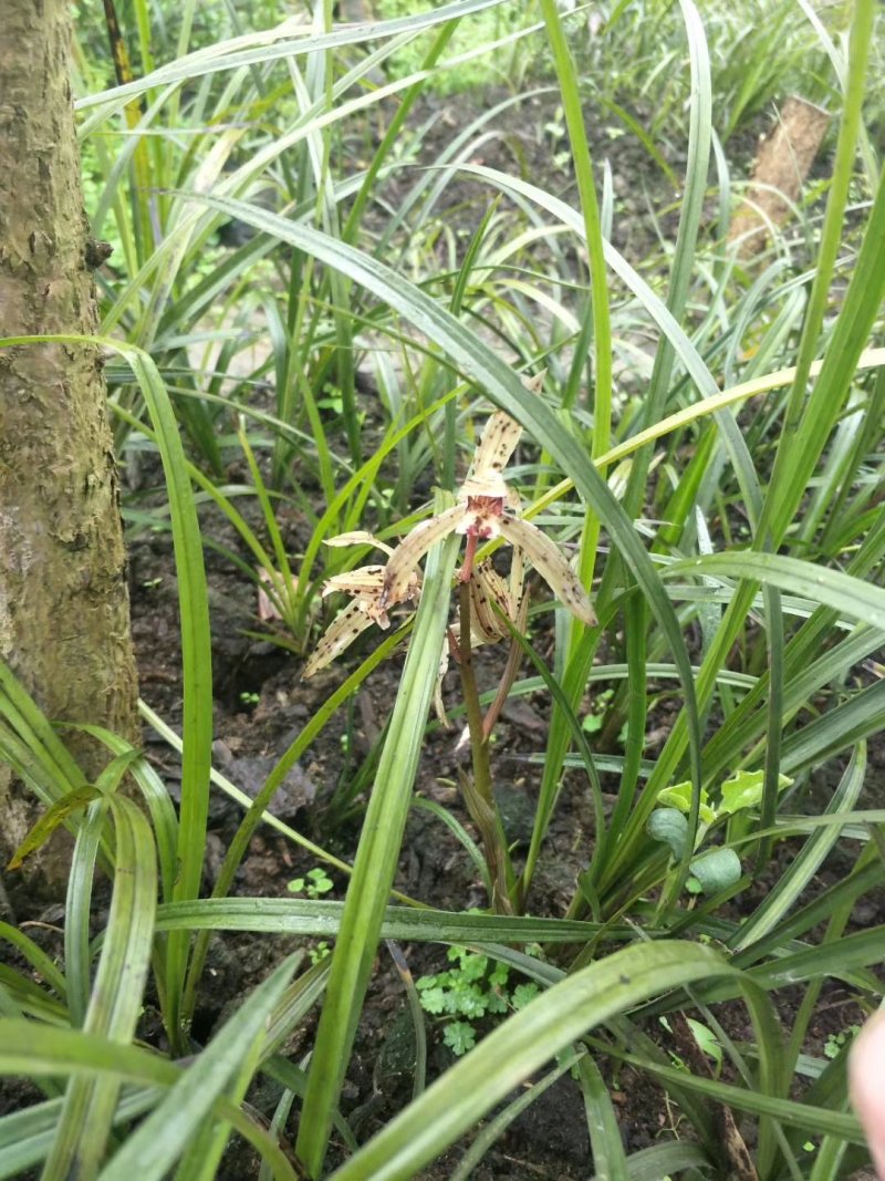 兰花，兰草，四川宜宾山里兰花，各自兰花量大从优