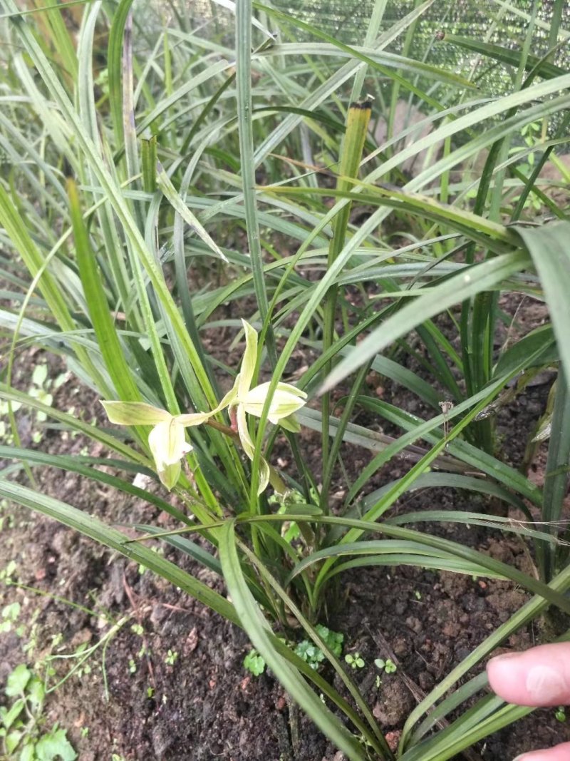 兰花，兰草，四川宜宾山里兰花，各自兰花量大从优