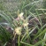 兰花，兰草，四川宜宾山里兰花，各自兰花量大从优