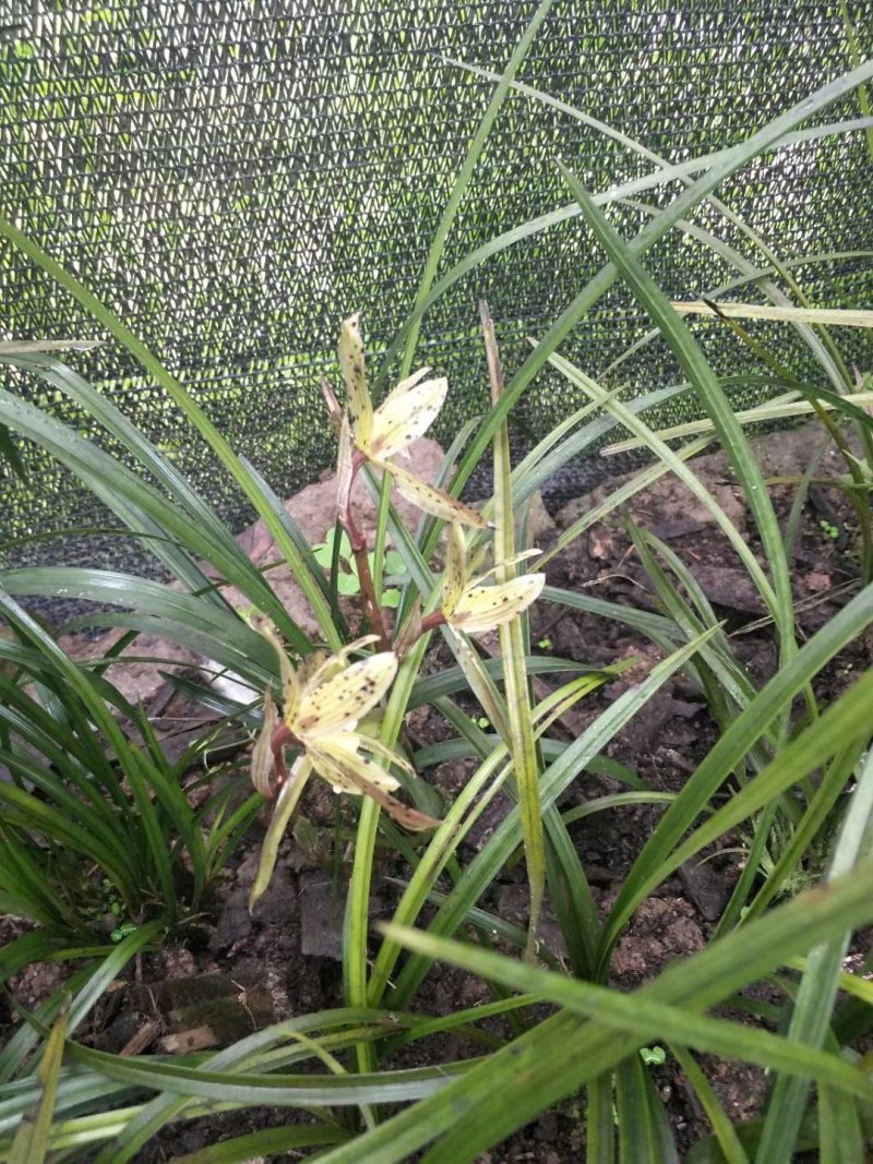 兰花，兰草，四川宜宾山里兰花，各自兰花量大从优