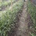 兰花，兰草，四川宜宾山里兰花，各自兰花量大从优