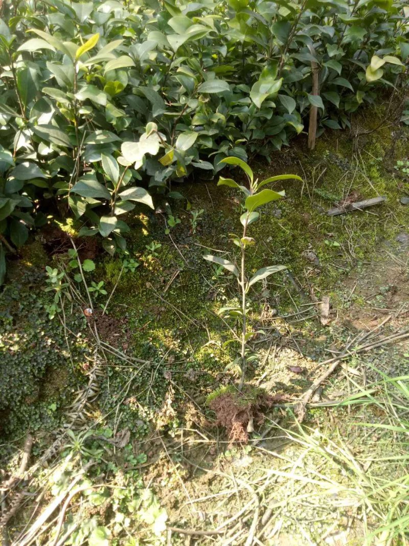 兰花，兰草，四川宜宾山里兰花，各自兰花量大从优