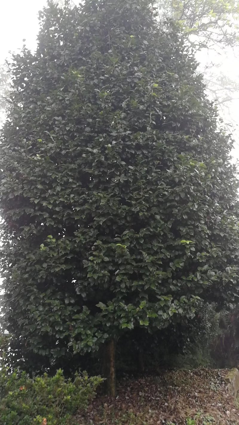 兰花，兰草，四川宜宾山里兰花，各自兰花量大从优