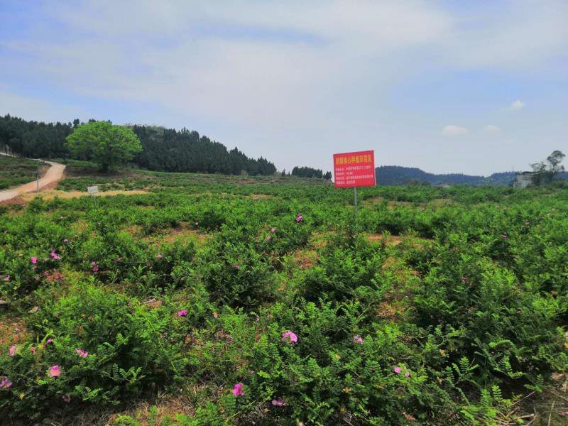 刺梨水果