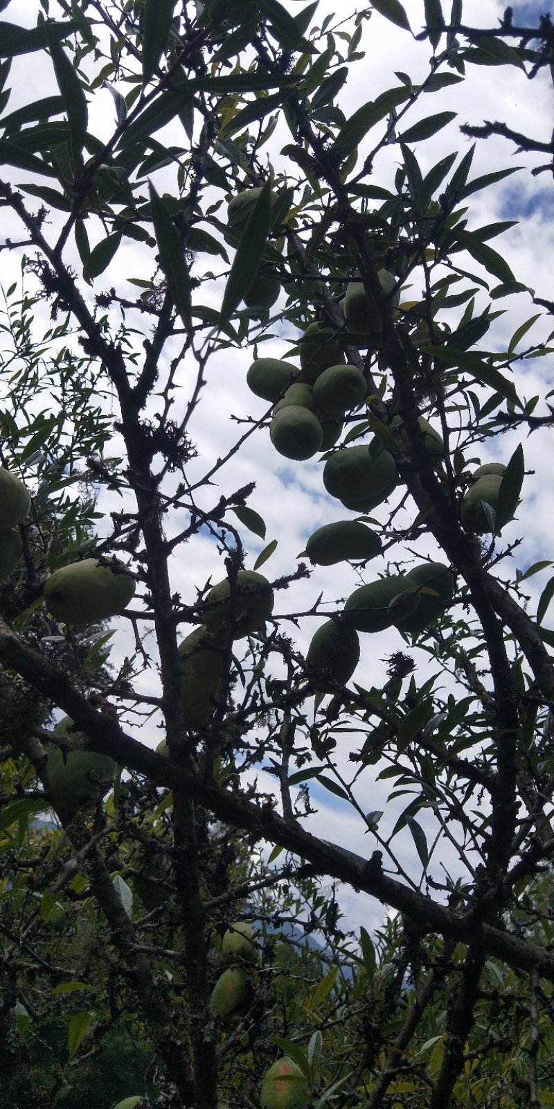 大量出售云南高原酸木瓜树（1.5～2米）大商品苗