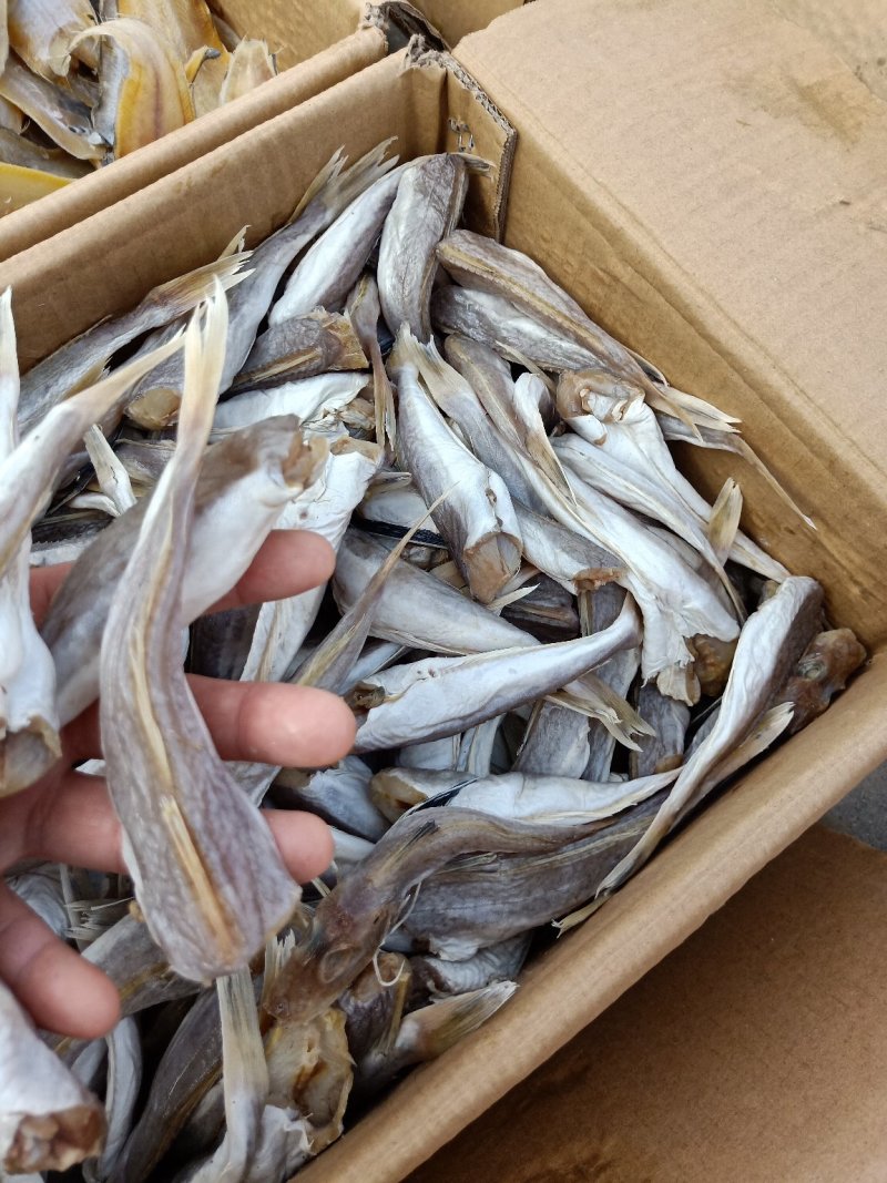 皮棍鱼一款咸鱼，蒜瓣肉没有碎刺大量有货支持一件代发