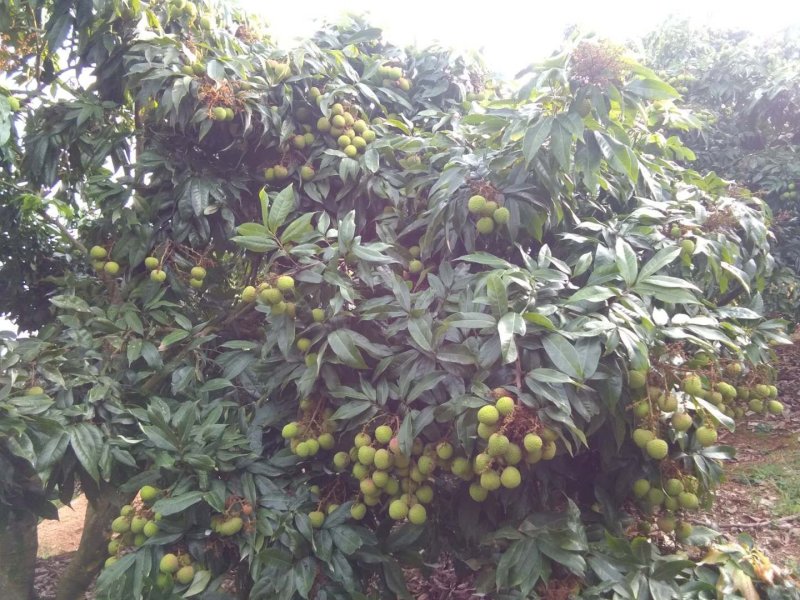 荔枝