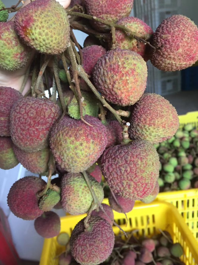 荔枝