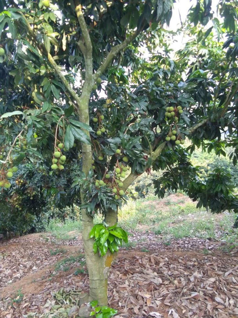 荔枝