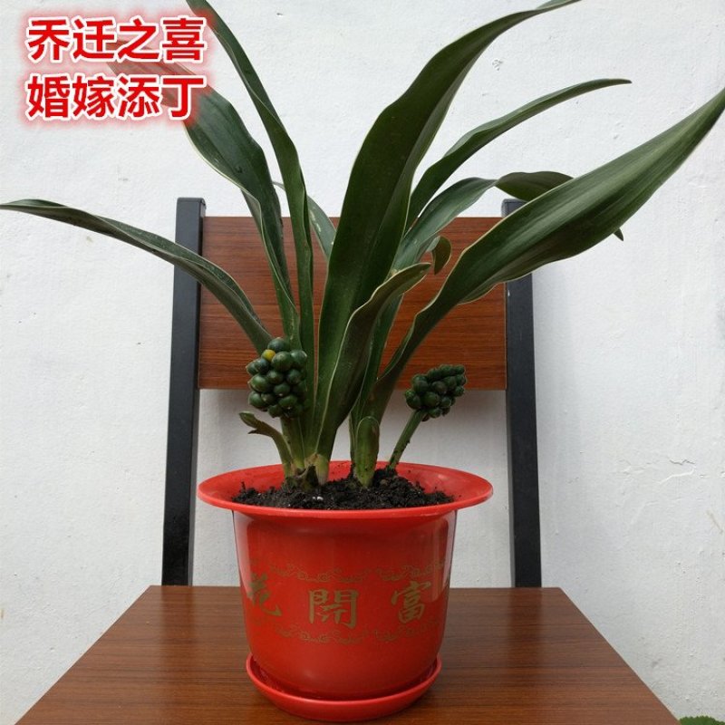 中华红果万年青银边万年青喜庆结婚乔迁祝寿用苗