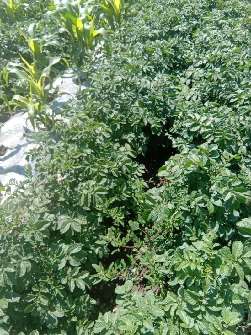 红皮黄心土豆红皮黄心土豆有老板收购的联系