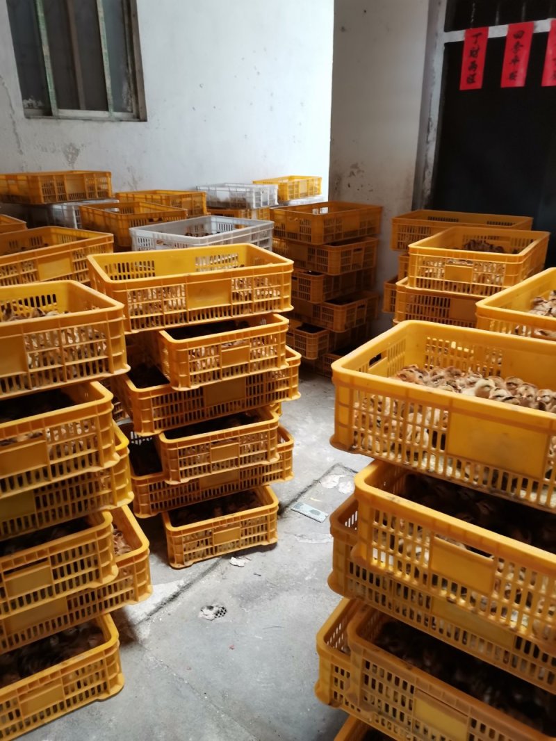灵山土鸡苗
