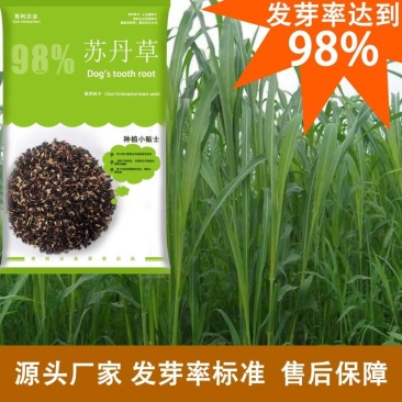 进口苏丹草种子优质高产阔叶苏丹草牧草籽猪牛羊兔喜爱草籽