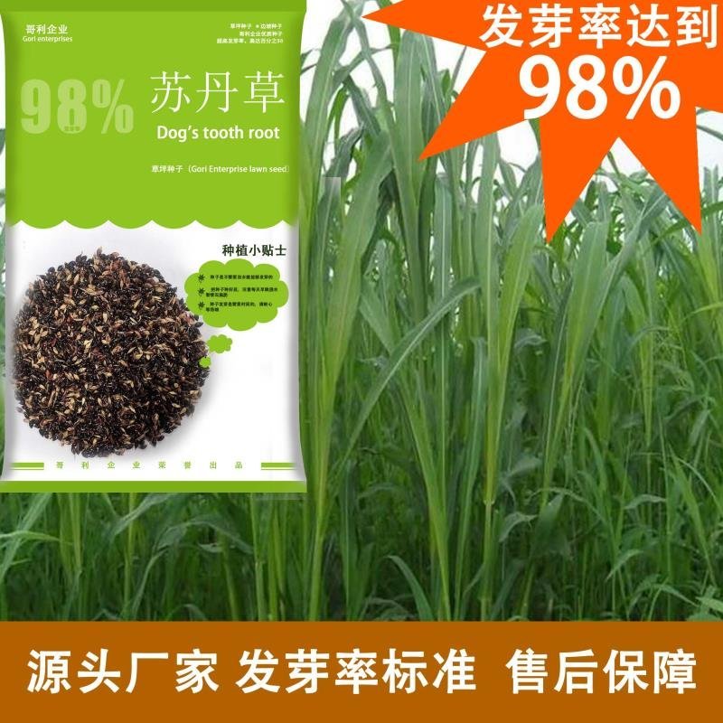 进口苏丹草种子优质高产阔叶苏丹草牧草籽猪牛羊兔喜爱草籽