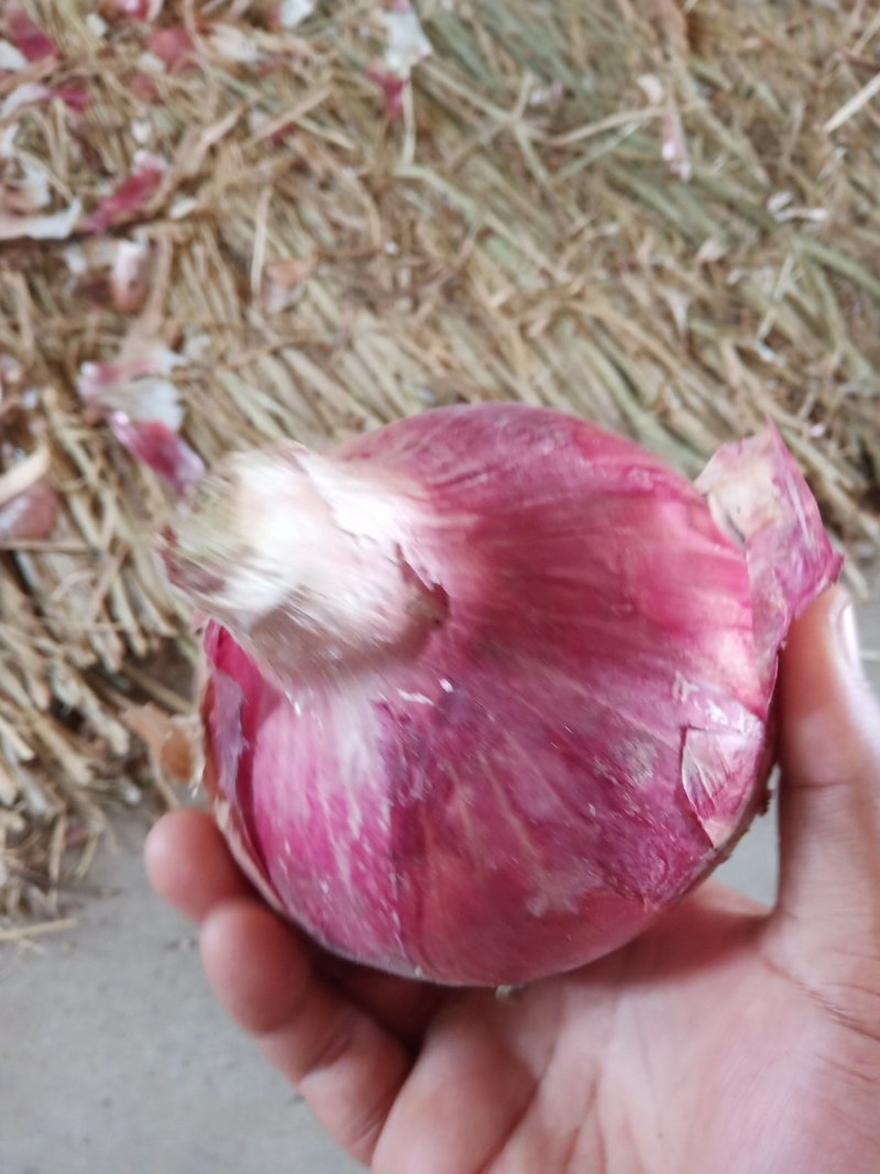 洋葱八零以上大量现货供应，入库，发市场可做各种规格包装