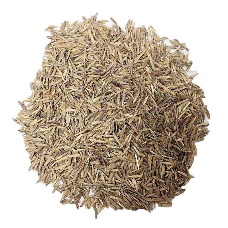 批发优质无芒雀麦草种子耐高温耐寒易成活量大从优保证发芽