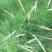 批发优质无芒雀麦草种子耐高温耐寒易成活量大从优保证发芽