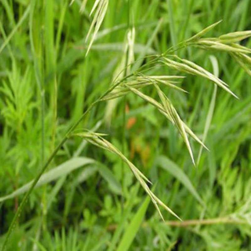 批发优质无芒雀麦草种子耐高温耐寒易成活量大从优保证发芽