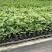 芭乐味黄金百香果苗蜂蜜味百香果苗紫香台农香蜜金霸百香果