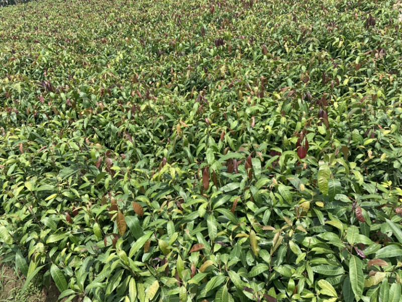 攀枝花芒果苗30公分以上量大和你优惠