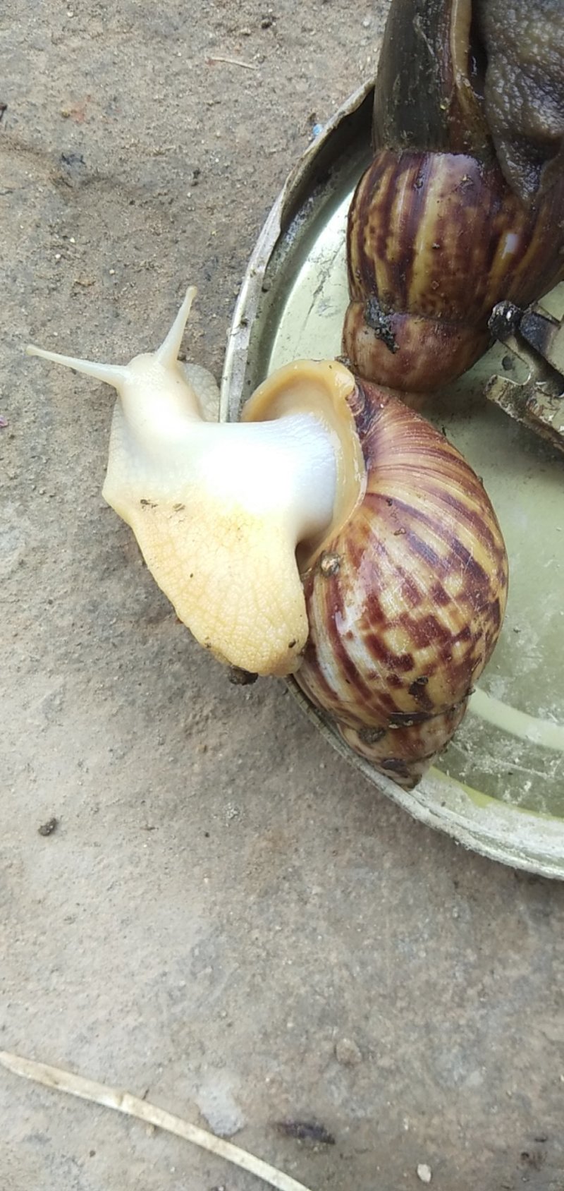 蜗牛大量出售00000000