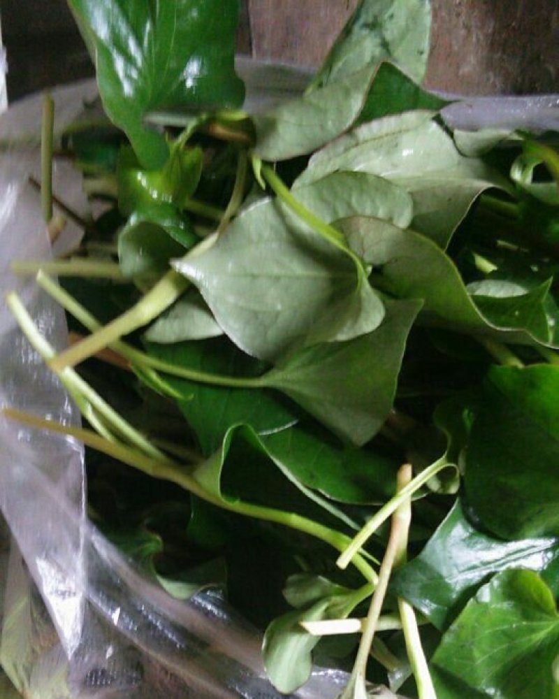 精品鱼腥草，鲜嫩味美