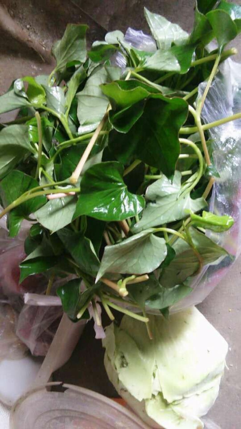 精品鱼腥草，鲜嫩味美