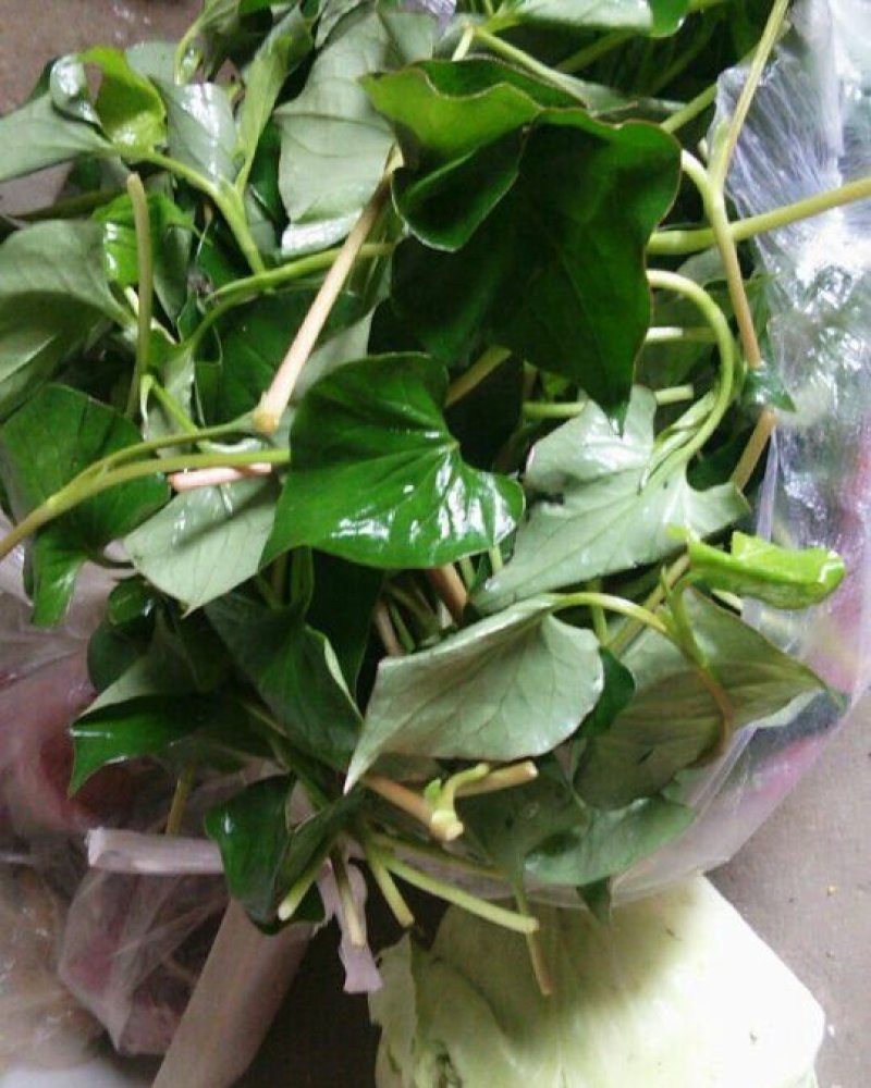 精品鱼腥草，鲜嫩味美