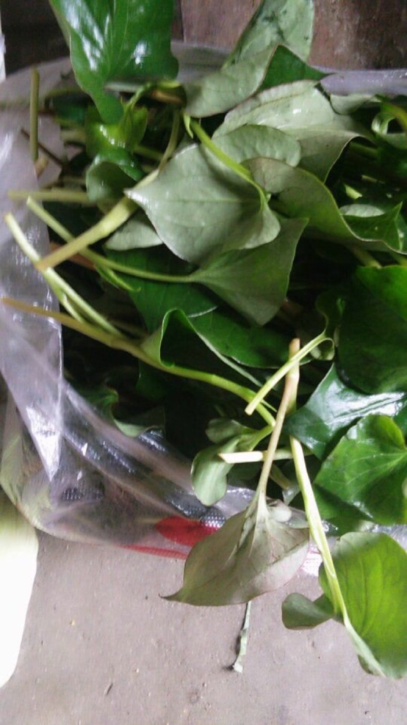 精品鱼腥草，鲜嫩味美