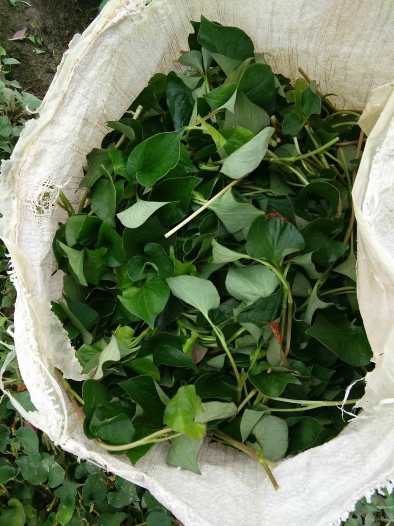 精品鱼腥草，鲜嫩味美