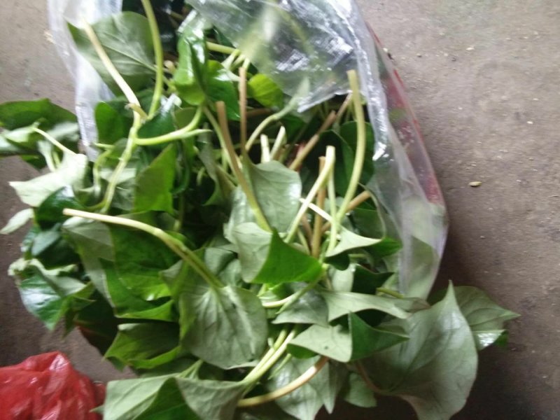 精品鱼腥草，鲜嫩味美