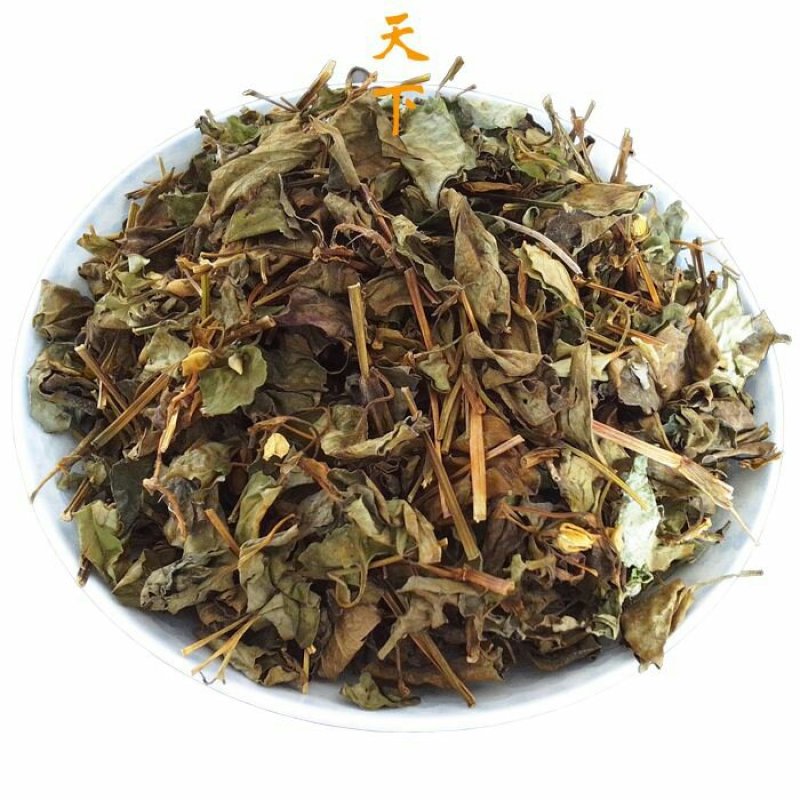 鱼腥草臭腥草肺形草臭菜鱼腥草