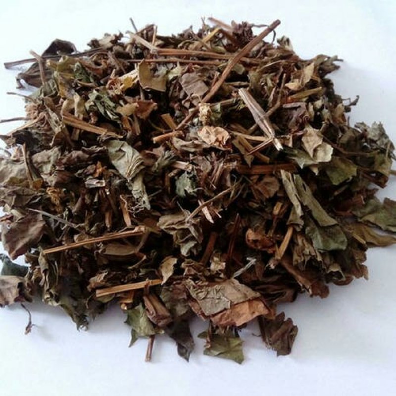 鱼腥草臭腥草肺形草臭菜鱼腥草