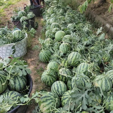 信阳无籽麒麟瓜大量上市，欢迎前来收购