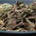 猫须草猫须公猫须草干中药材