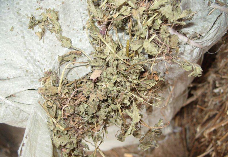 鸡冠果草野杨梅蛇含草、蛇泡草、蛇盘草蛇莓