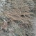 车前草，产地野生无污染，全草干货，无霉无杂