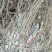 车前草，产地野生无污染，全草干货，无霉无杂