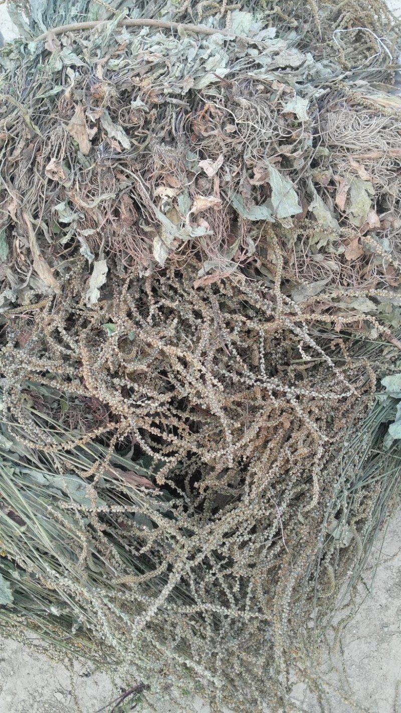 车前草，产地野生无污染，全草干货，无霉无杂