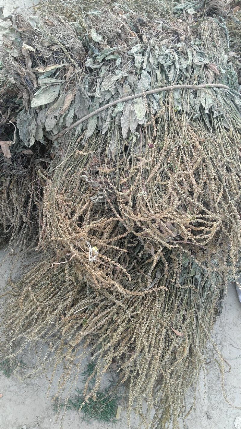 车前草，产地野生无污染，全草干货，无霉无杂