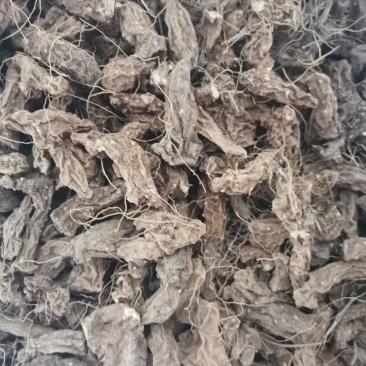 老黄姜新鲜现挖黄姜，黄山药，皂素提取