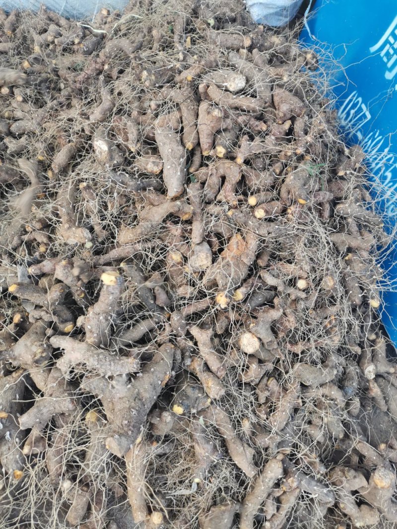 老黄姜新鲜现挖黄姜，黄山药，皂素提取