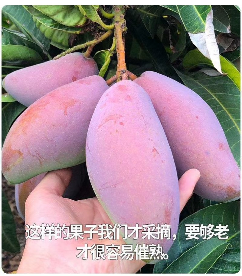 现摘广西贵妃芒果水果新鲜红金龙应季热带芒果10斤/5斤