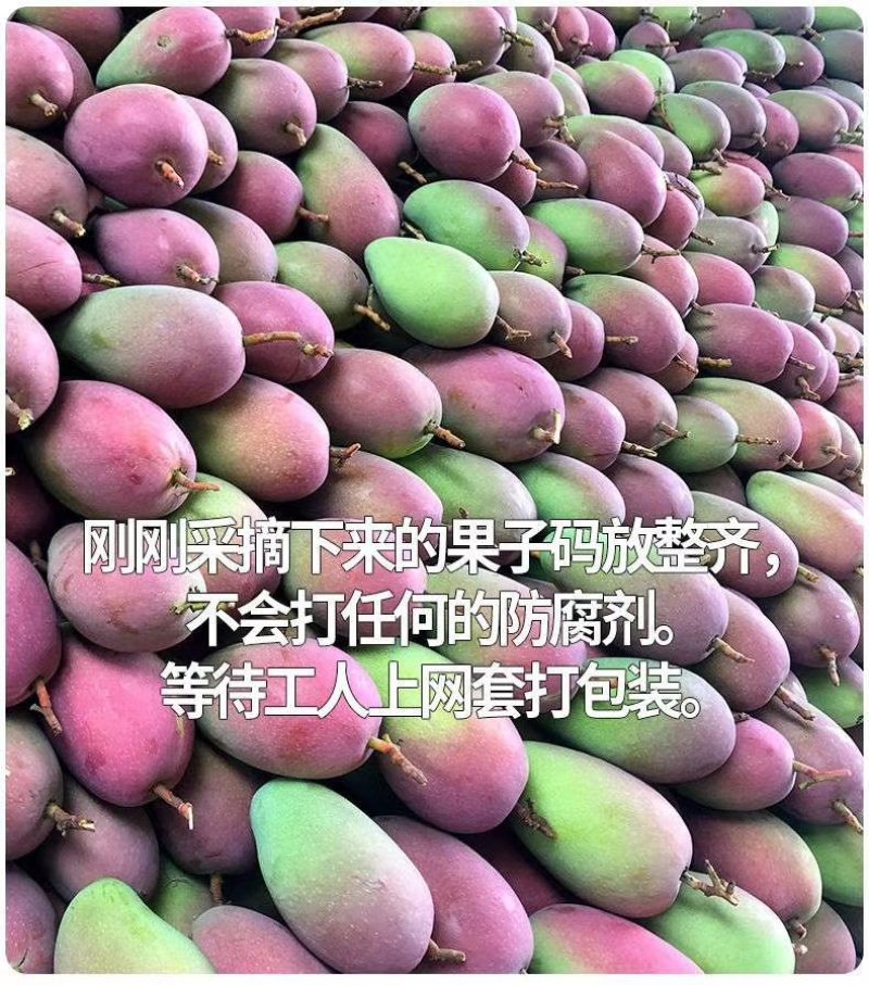 现摘广西贵妃芒果水果新鲜红金龙应季热带芒果10斤/5斤