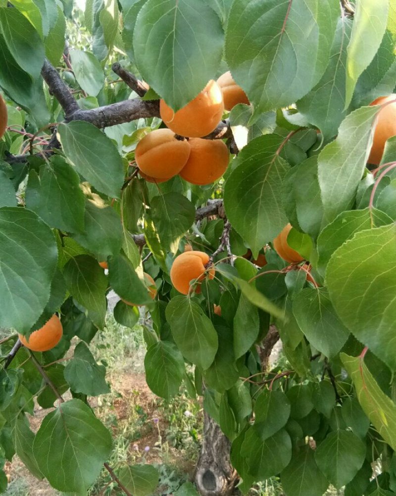 金太阳杏现在大量上市！价格美丽！珍珠油杏也陆续上市！