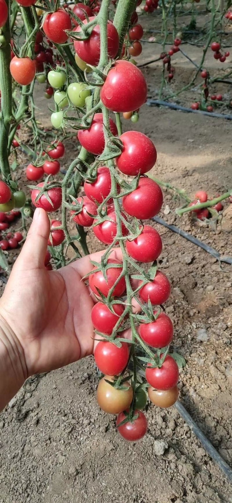 西红柿苗千禧贝贝花生果樱桃西红柿苗各色小西红柿苗供应