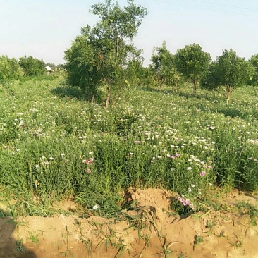 瞿麦药材
