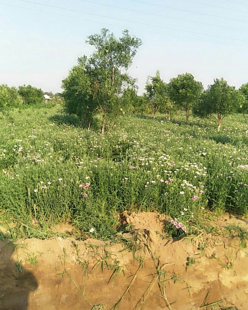 瞿麦药材