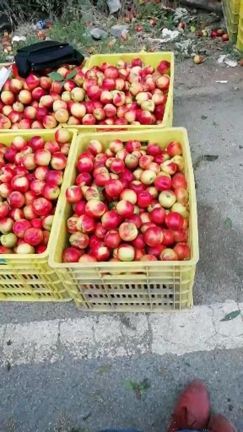 曙光油桃
