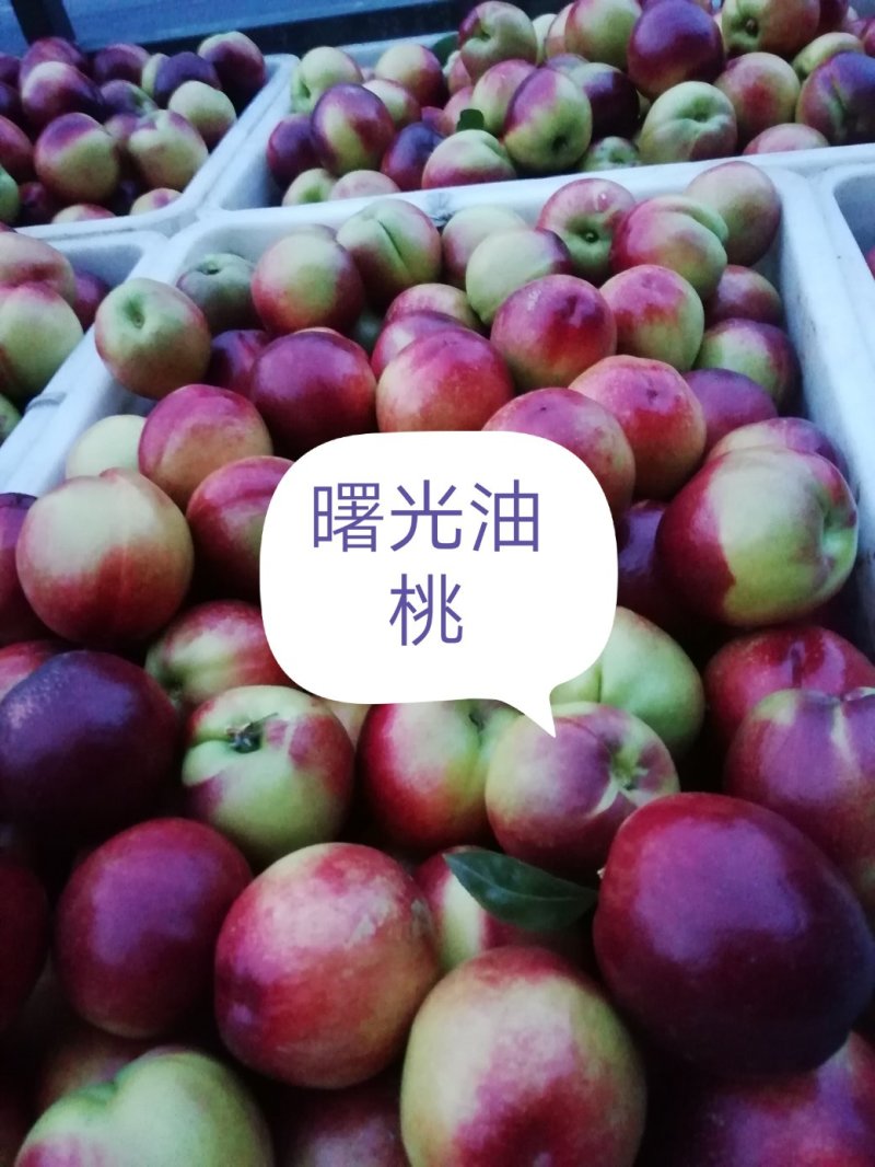 曙光油桃